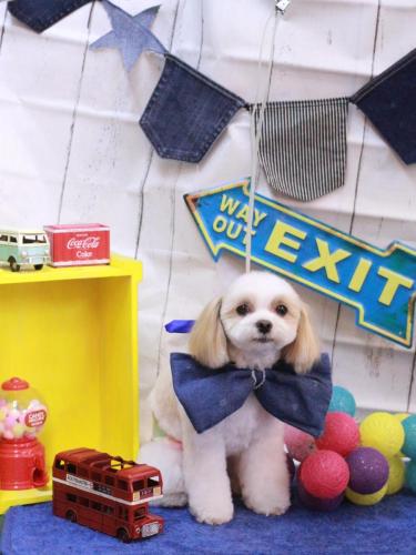 20230405みるくちゃん